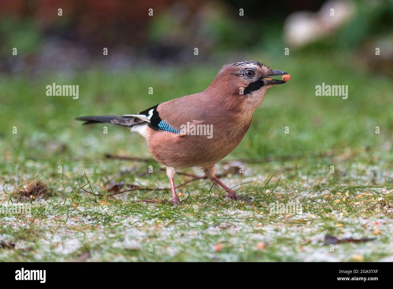 Eurasian Jay (Garrulus glandarius) seen snacking on a peanut in Lancashire, England Stock Photo