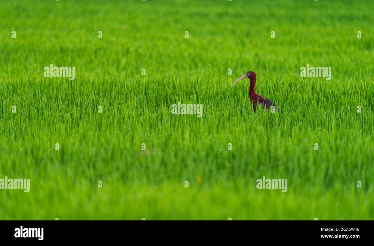 Ibis in the middle of the rice field Stock Photo