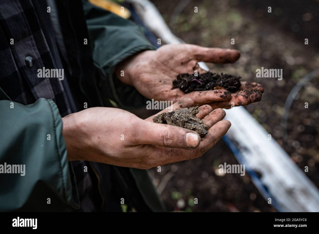 a man farmer analyzes the fertility of the land in his hands Stock Photo