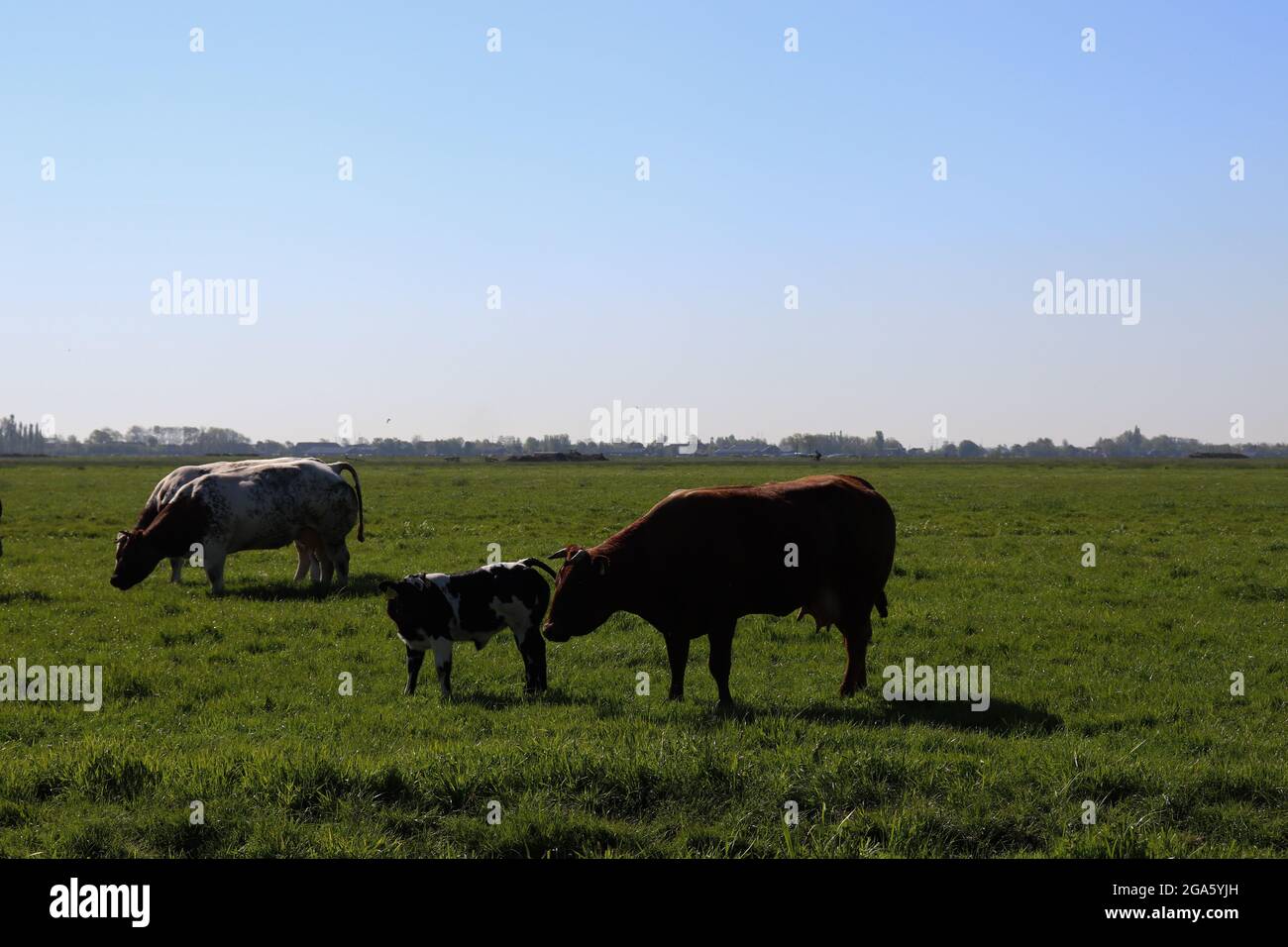 Cows in a field. Animals eating grass on a green field. Stock Photo