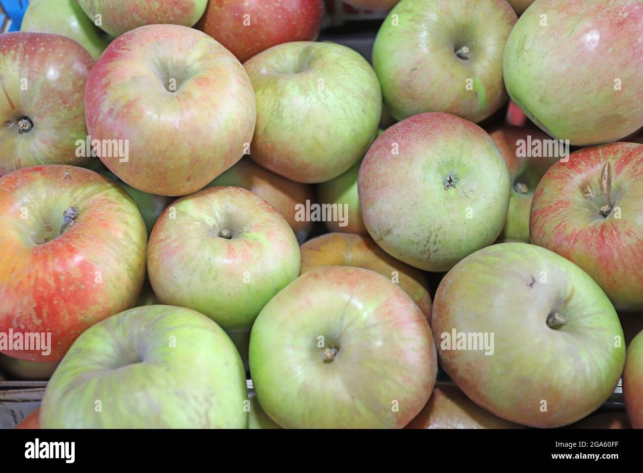 Red green apples as background texture. Selective focus Stock Photo