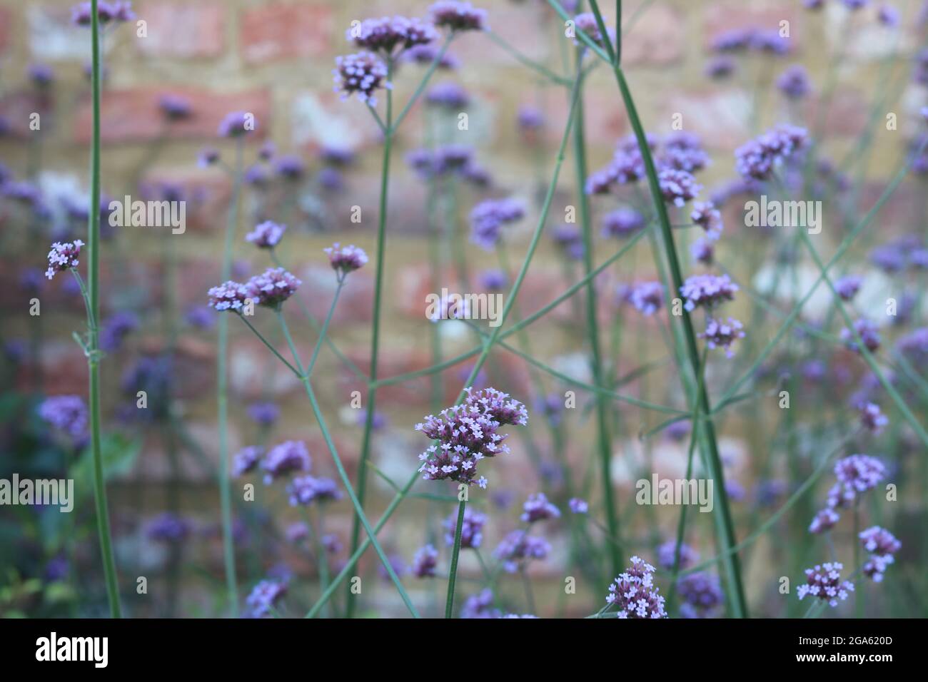 Full frame image of pale purple verbena binariesis or curtain plant Stock Photo