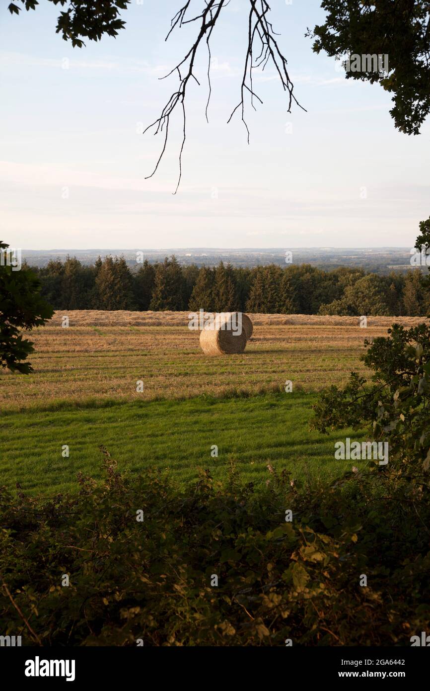 Round hay bales standing in a field, framed by trees Stock Photo