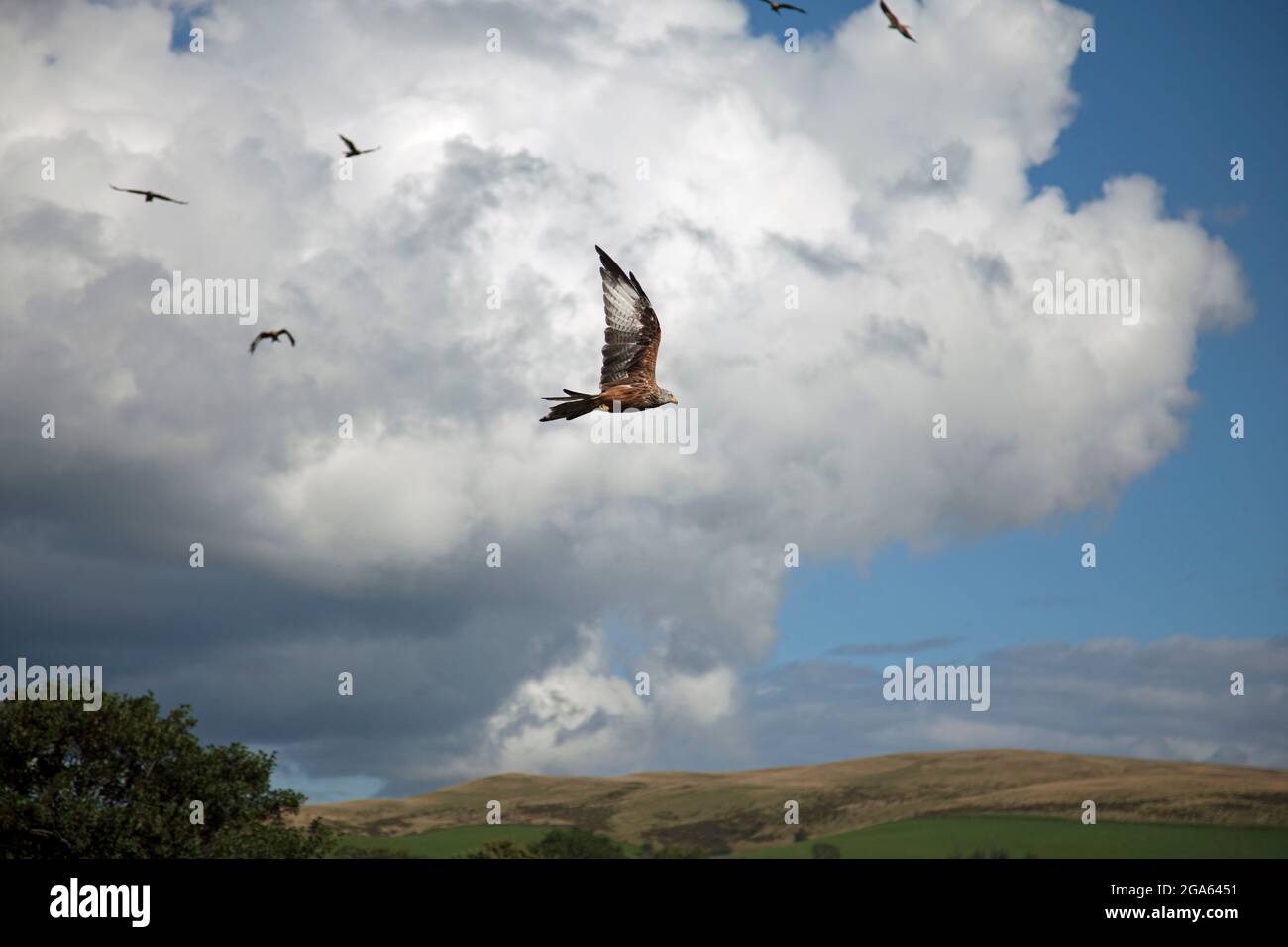 Red Kites circling, preparing to feed, taken from underneath, showing detail on outstretched wings Stock Photo