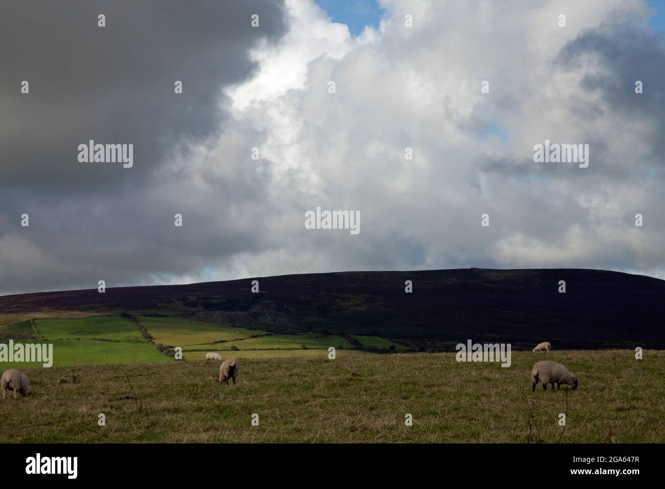 Sheep grazing on a hilltop in Wales, with dark clouds signalling the approach of rain Stock Photo