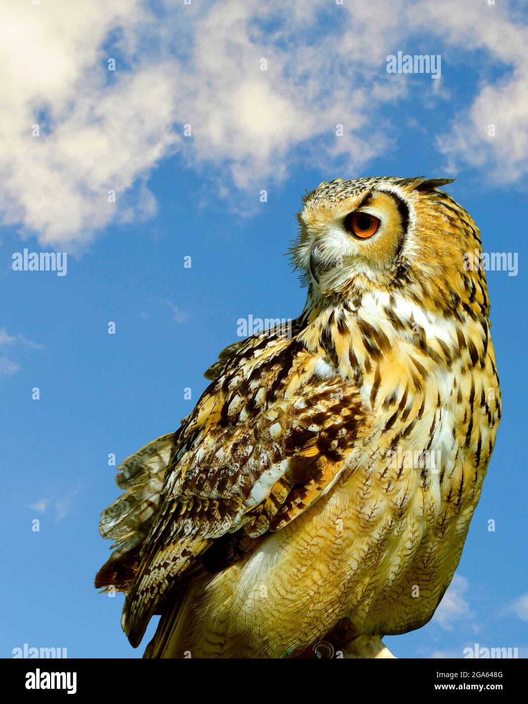 Eurasian eagle owl Latin name Bubo bubo perched with a blue sky background Stock Photo