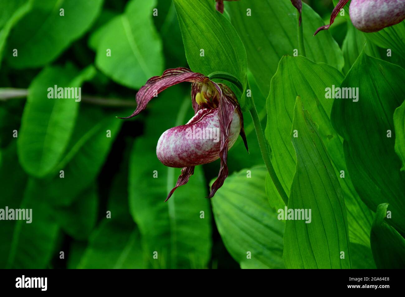 Showy lady deals slipper orchid