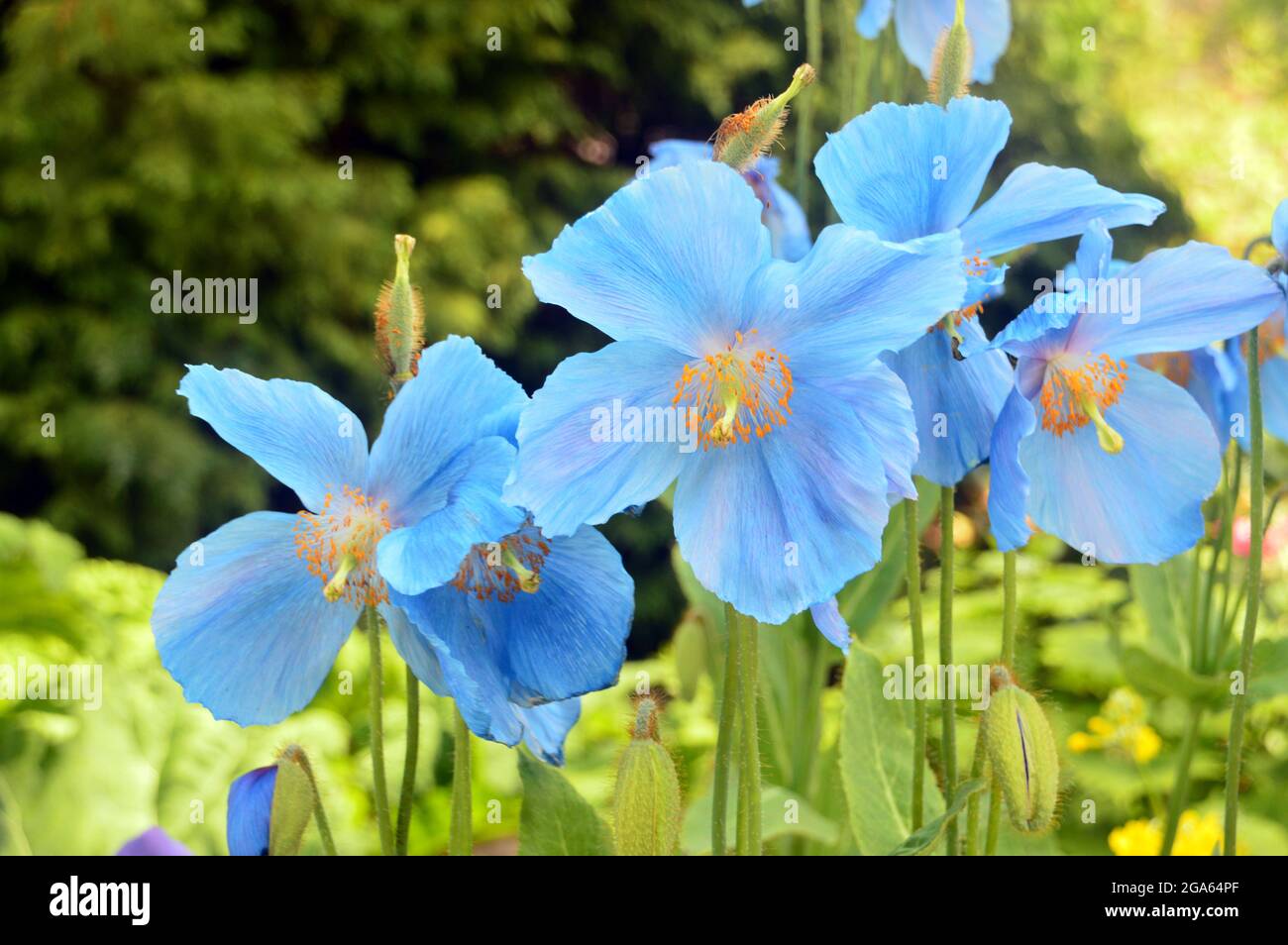 Light Blue Himalayan Poppy 'Meconopsis betonicifolia' Flowers grown in the in the Borders at RHS Garden Harlow Carr, Harrogate, England, UK. Stock Photo