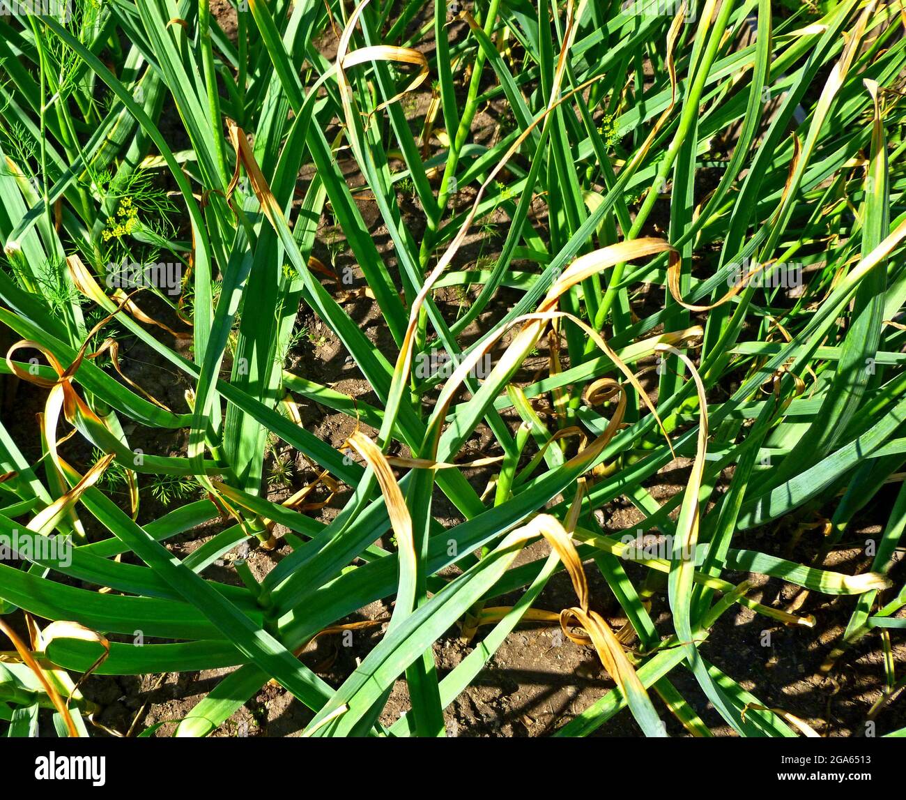 Organically cultivated garlic plantation in the vegetable garden