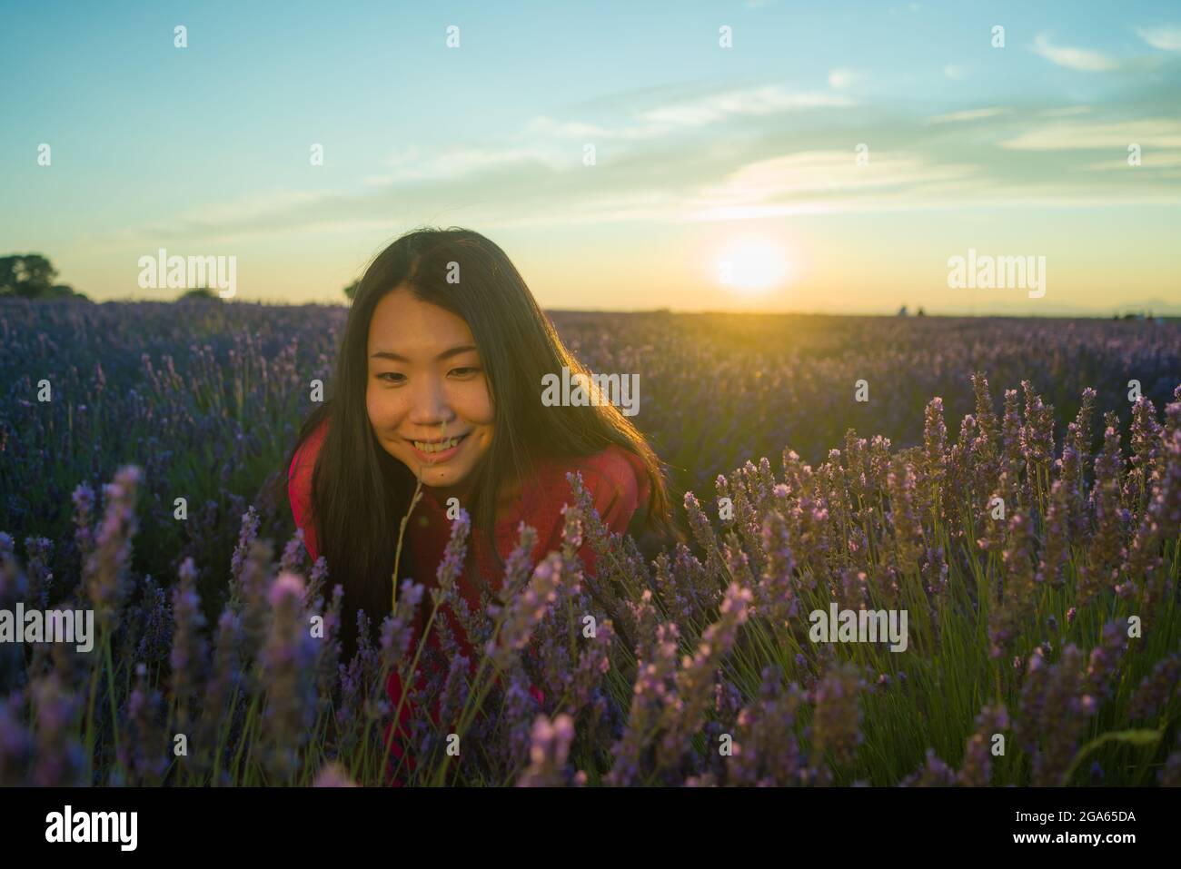 young happy and beautiful Asian Japanese woman in Summer dress enjoying free and playful at purple lavender flowers field on sunset in romantic beauty Stock Photo