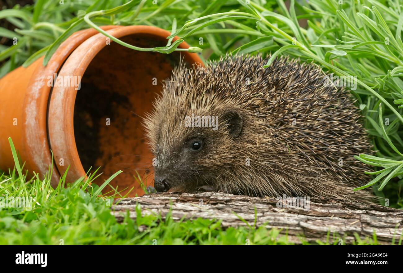 Hedgehog, Scientific name: Erinaceus Europaeus. Close up of a wild, native, European headge, facing left  and foraging in natural garden habitat with Stock Photo