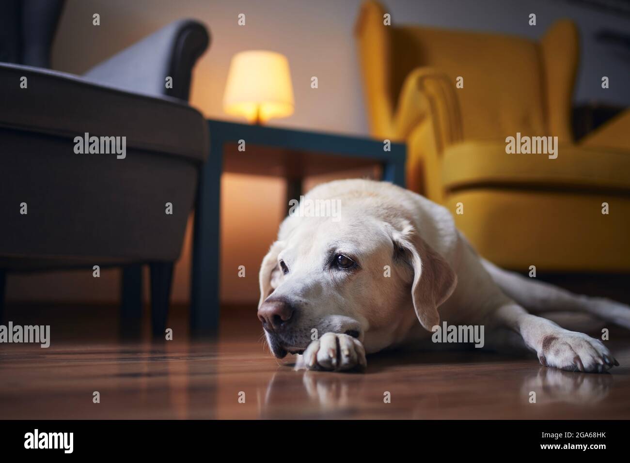 Tired dog waiting at home. Senior labrador lying down against chairs in living room. Stock Photo
