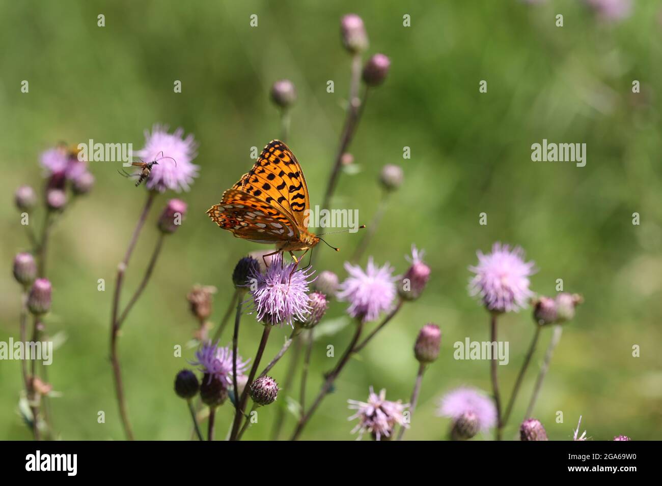 Beautiful close-up of a silver-washed fritillary butterfly sitting on a flower. Stock Photo