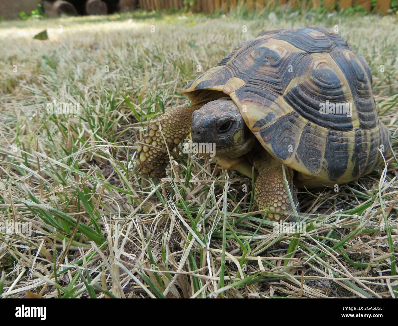 Hermann's tortoise (Testudo hermanni) portrait Stock Photo - Alamy