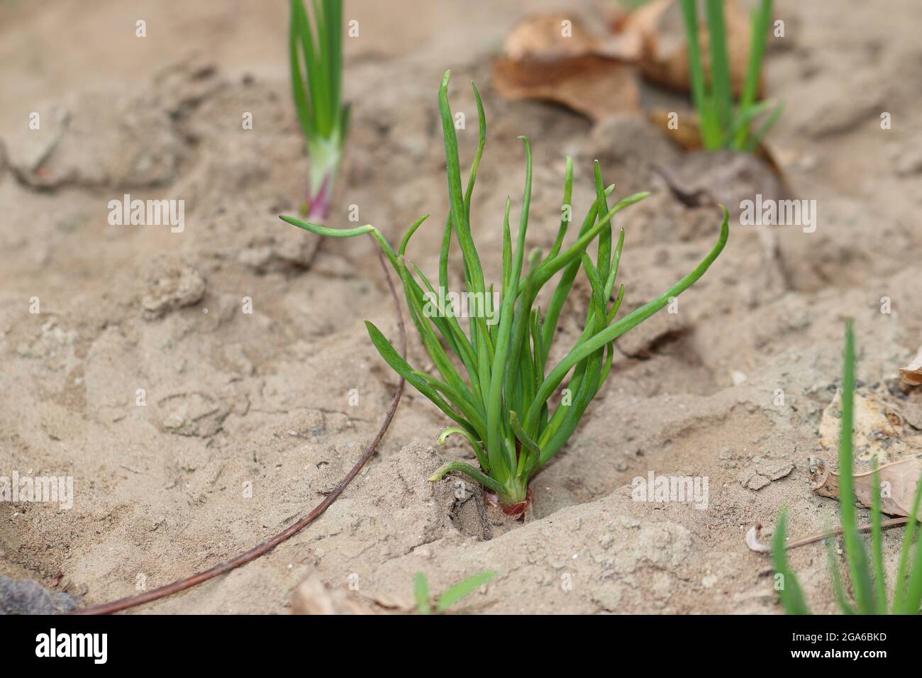 Onion plant growing hi-res stock photography and images - Alamy