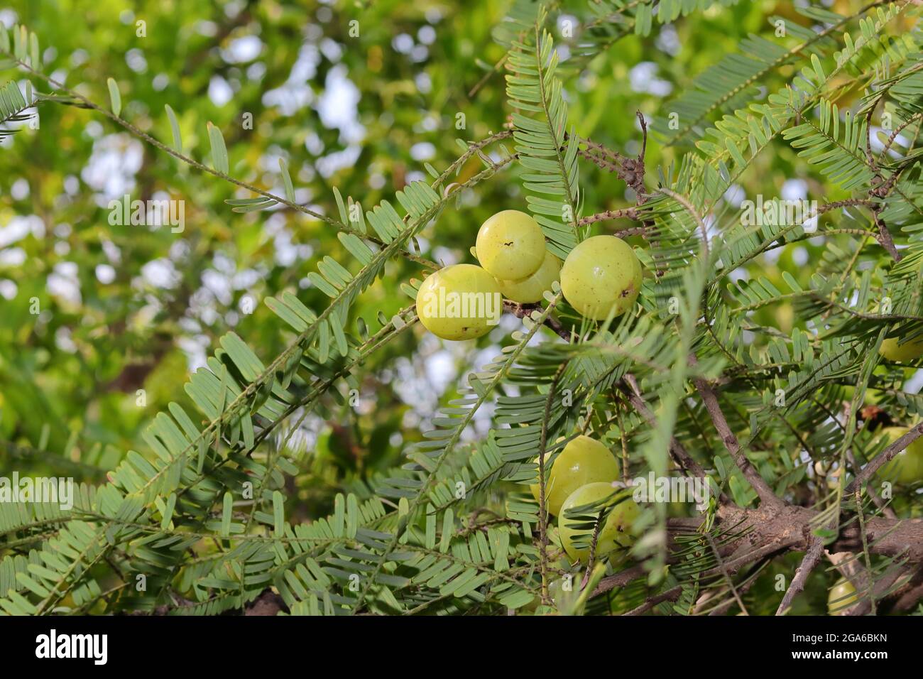 Phyllanthus emblica (Emblic myrablan, Malacca tree, Indian gooseberry, Amla, Amalaka fruits Stock Photo