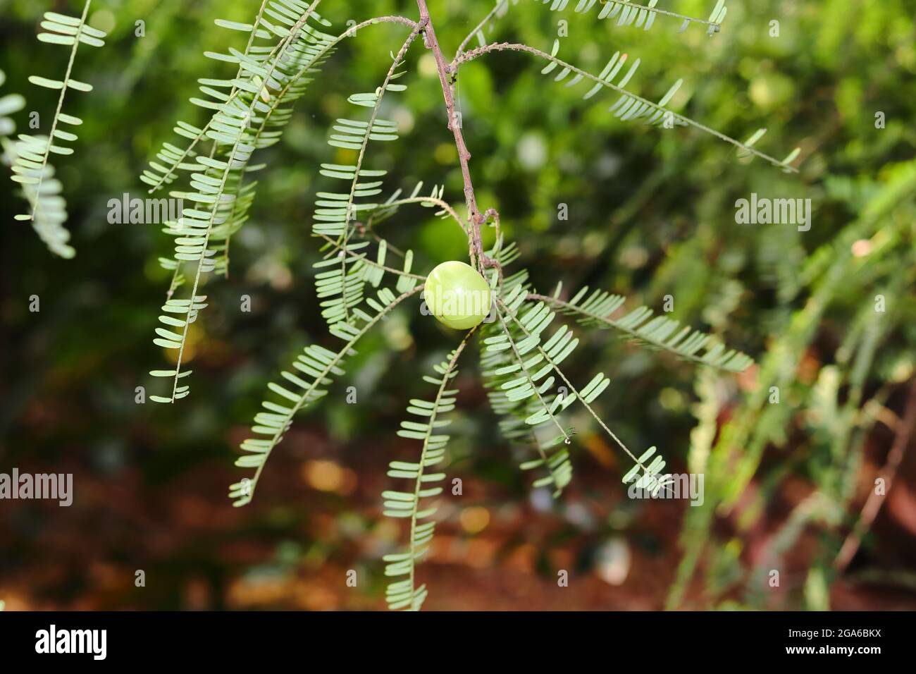 Close-up of fresh Phyllanthus emblica (Emblic myrablan, Malacca tree, Indian gooseberry, Amla, Amalaka Stock Photo