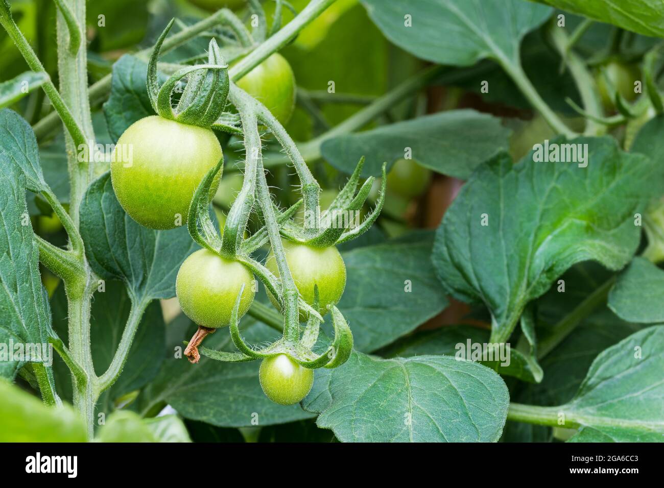 Hairy bush fruit hi-res stock photography and images - Alamy