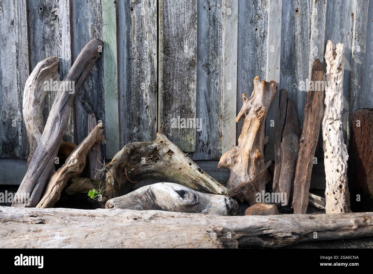 Driftwood leaning against wooden shed, Middleton Bay, Opunaki, Taranaki, North Island, New Zealand Stock Photo