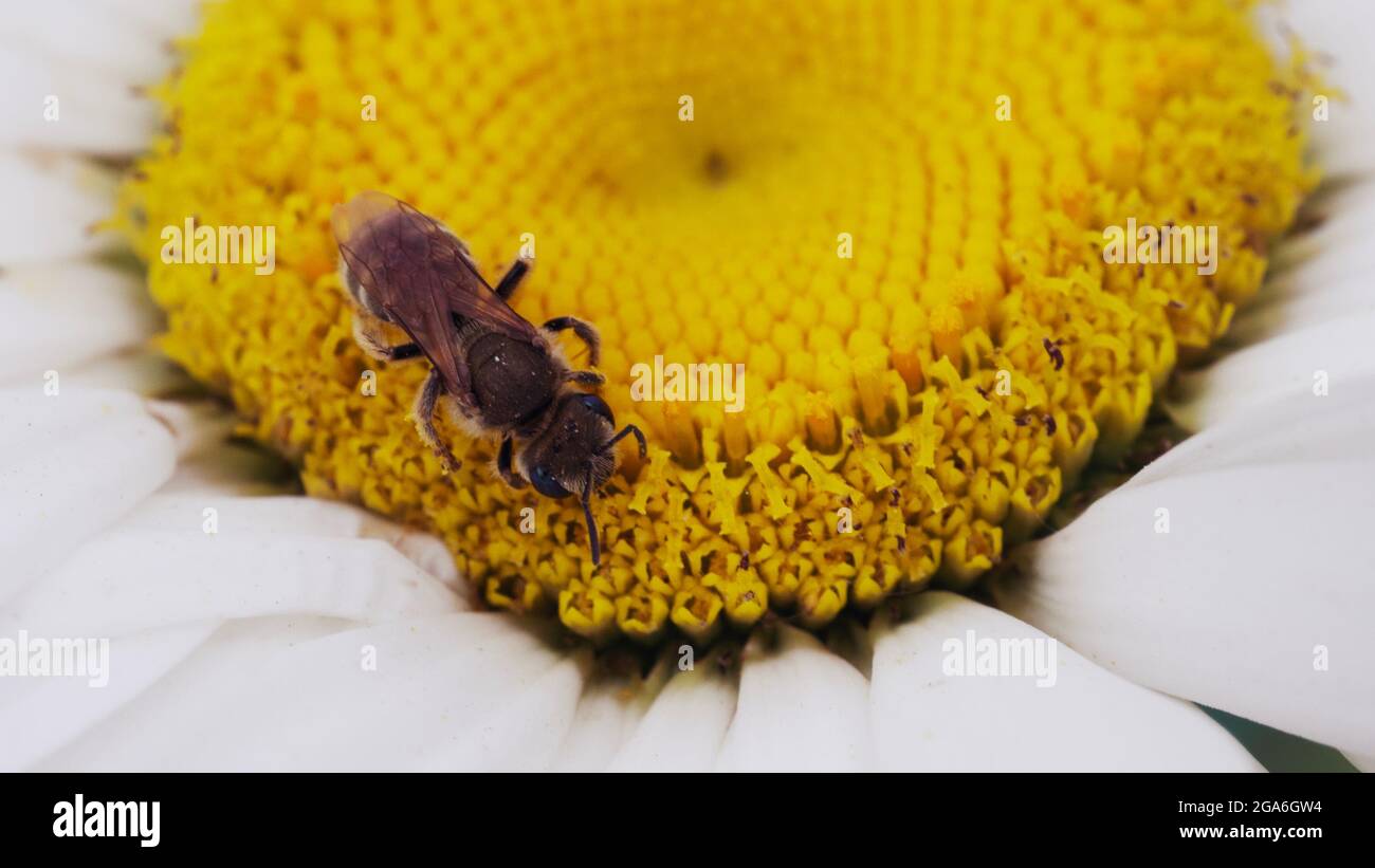 Little bee on a chamomile flower bud, closeup Stock Photo Alamy