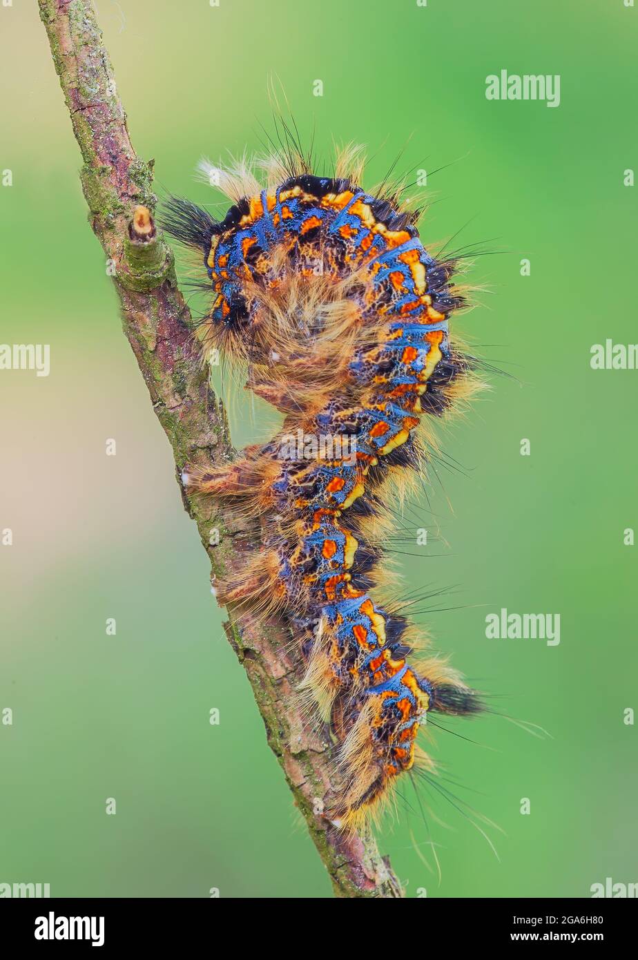 Colorful caterpillar of Canthea coenobita in a curvy pose Stock Photo