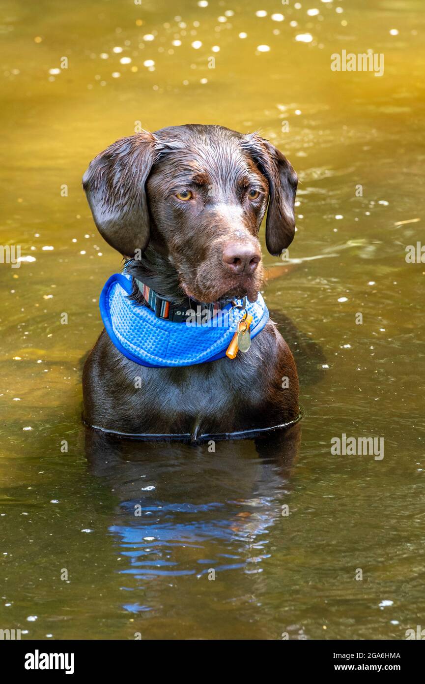 Cheeky labrador retriever hi-res stock photography and images - Alamy