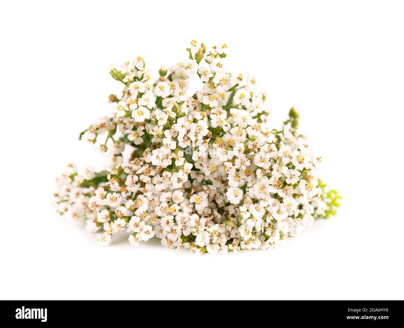 Yarrow or Achillea millefolium flowers, isolated on white background. Medicinal herbal plant. Stock Photo