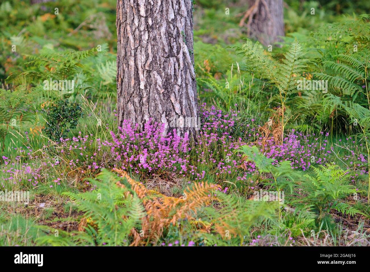 Summer colours including purple heather in The New Forest, Hampshire, UK Stock Photo