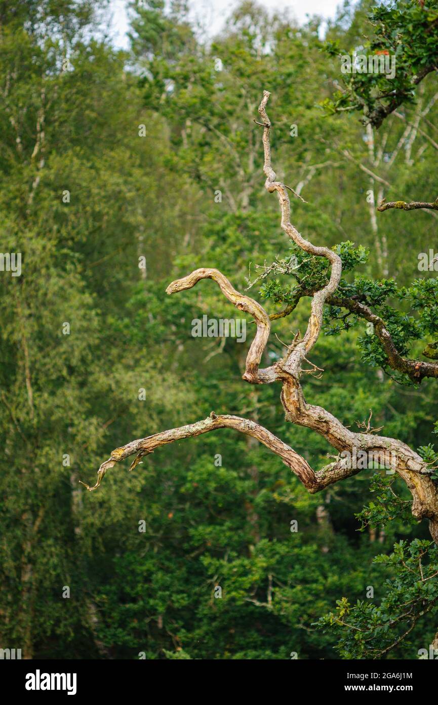 Twisted dead branches on an oak tree Stock Photo Alamy