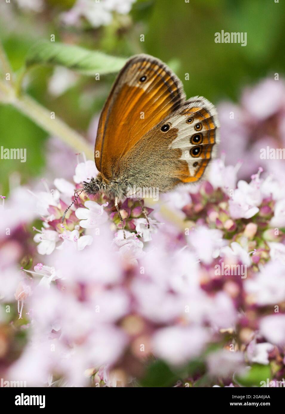 COENONYMPHA ARCANIA Pearly heath butterfly Stock Photo