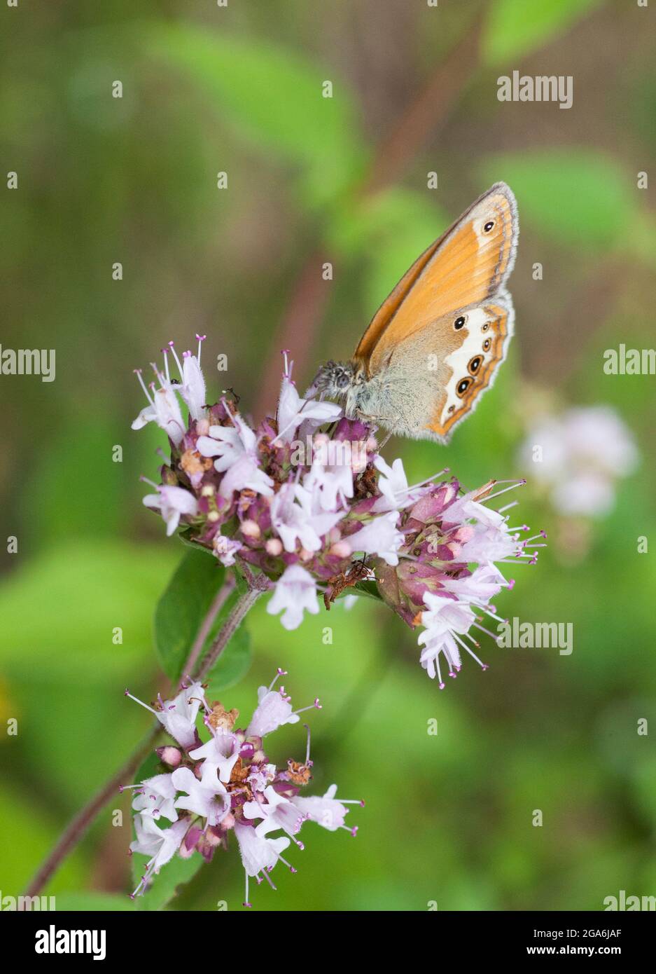 COENONYMPHA ARCANIA Pearly heath butterfly Stock Photo