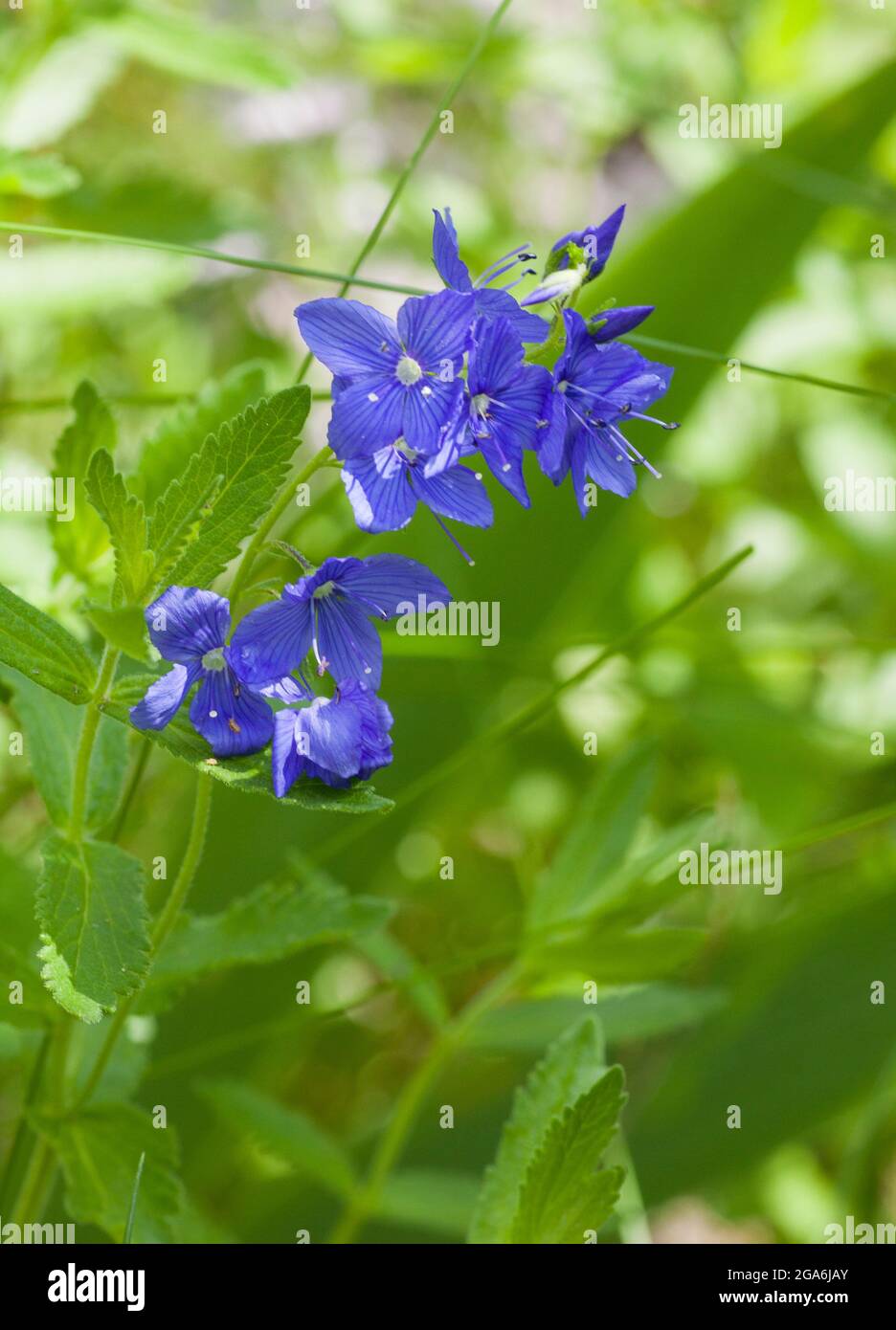 VERONICA  CHARMAEDRYS flowering plant speedwell Stock Photo