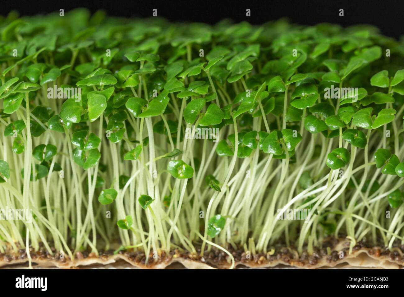 Chia Sprouting Microgreen. Sprouted Chia Seeds Germination at home