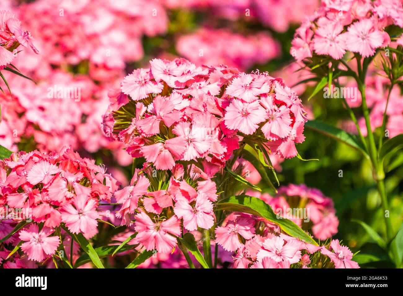 Stipa Gigantea Flowers in the Garden at Sunny Summer Stock Photo