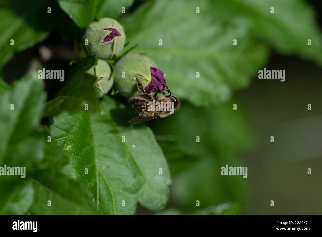 Macroscale hi-res stock photography and images - Alamy