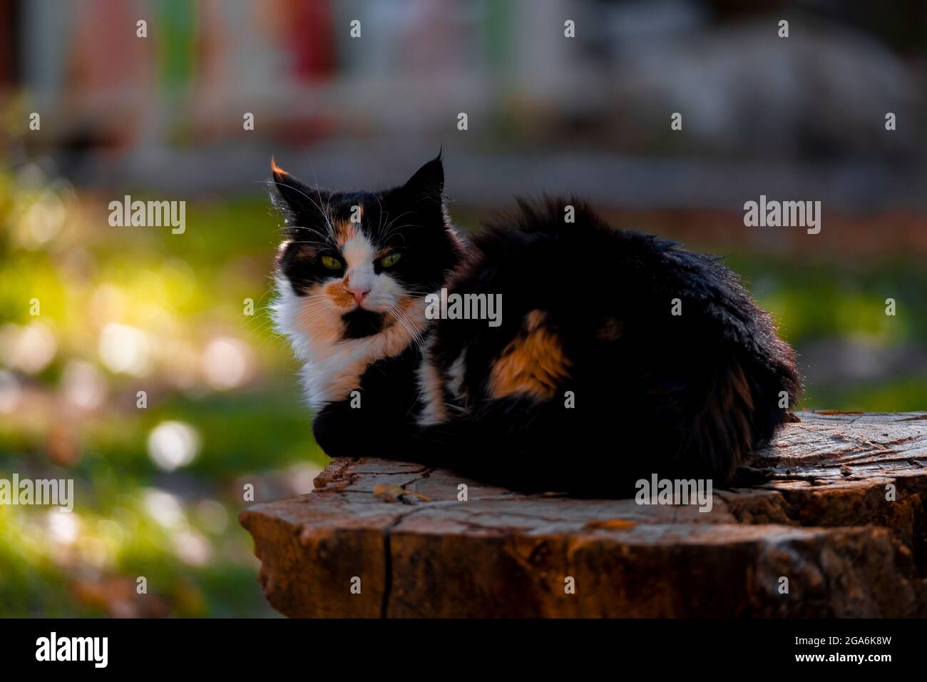 cat napping on a log Stock Photo