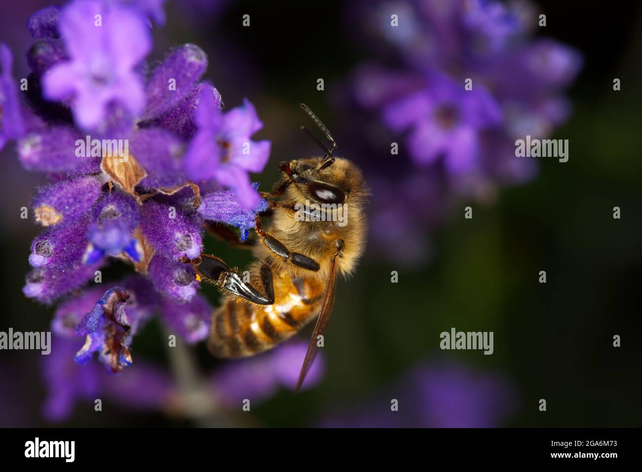 Worker european honey bee hi-res stock photography and images - Alamy