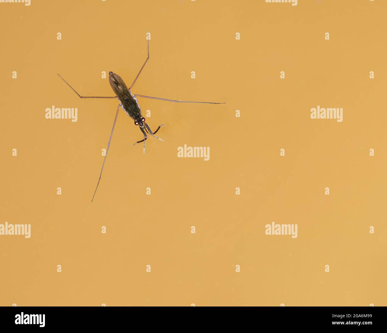 pond skater on brown water from above Stock Photo - Alamy