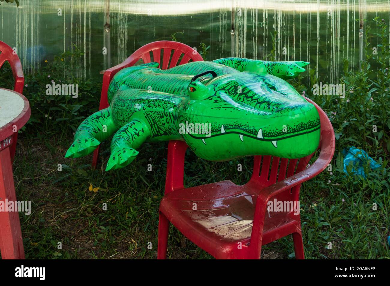 An inflatable crocodile swimming toy lies on chairs in the garden. The photo was taken in Chelyabinsk, Russia. Stock Photo