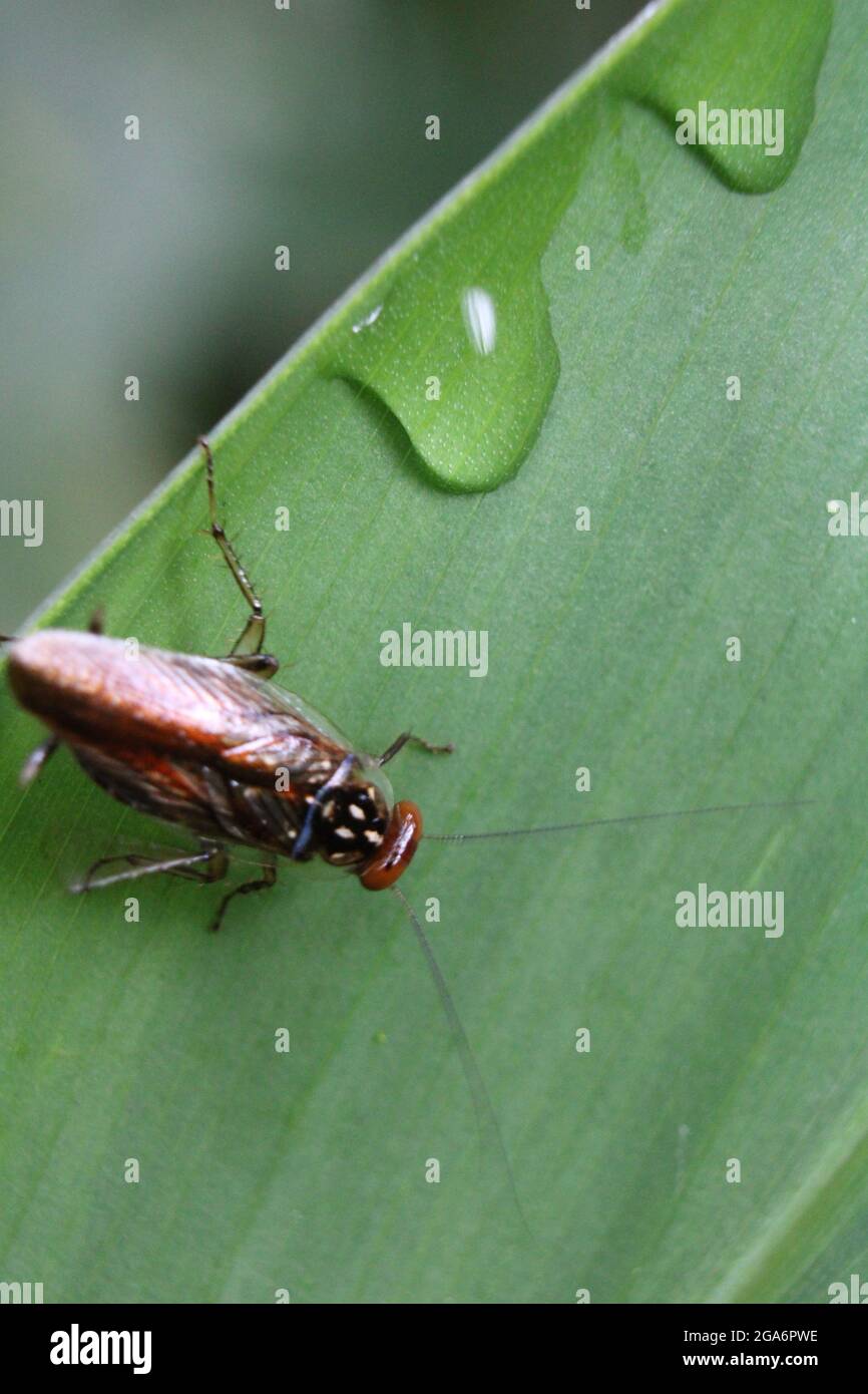 Macro shot of a brown forest cockroach on a wet leaf Stock Photo