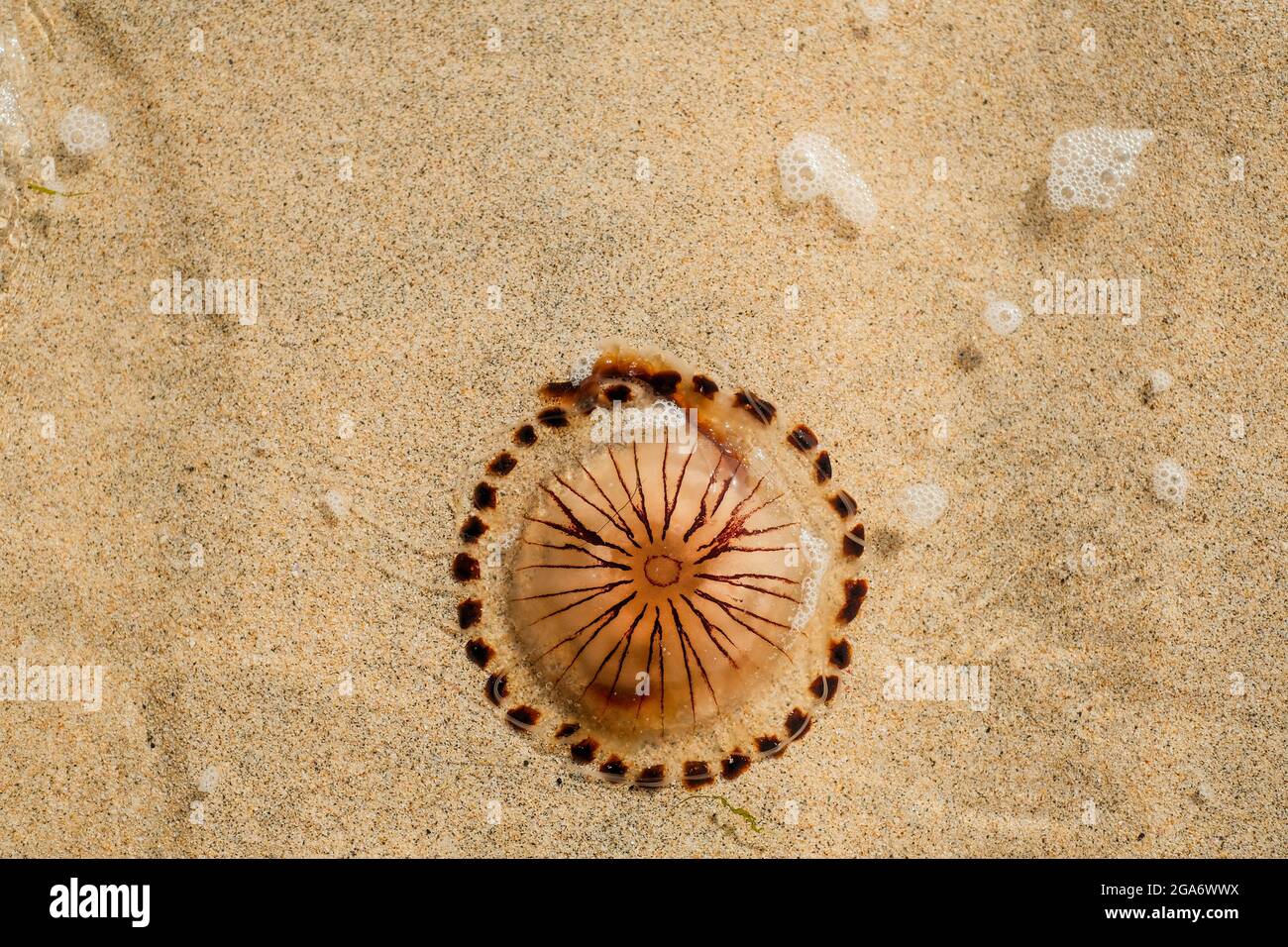 Compass Jellyfish on a UK beach in Summer Stock Photo