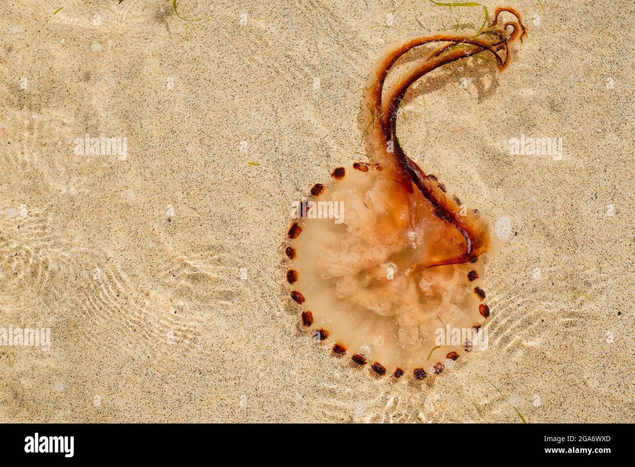 Compass Jellyfish on a UK beach in Summer Stock Photo
