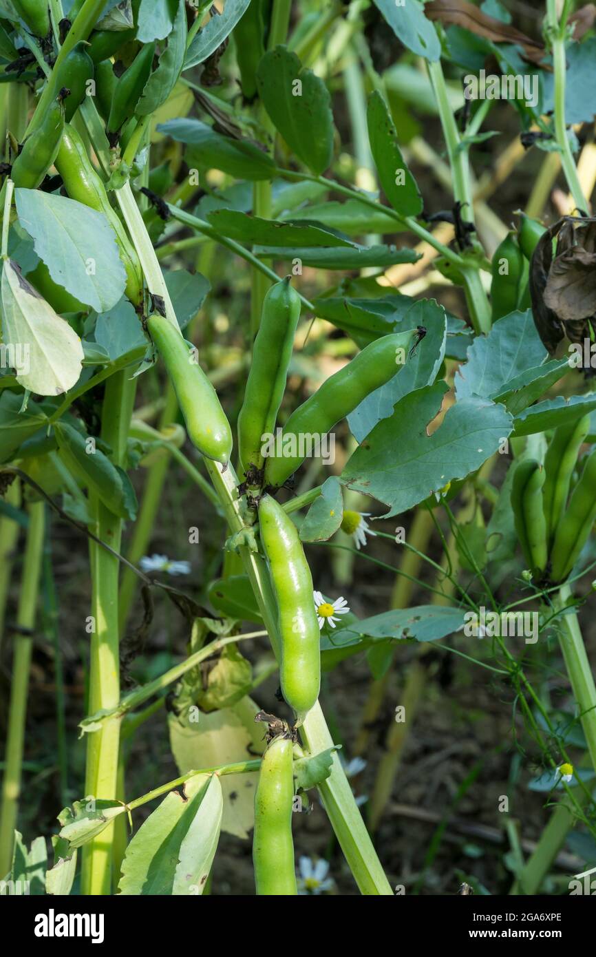 Fava Bean crop growing in farmers field Lincoln Lincolnshire 2021 Stock Photo