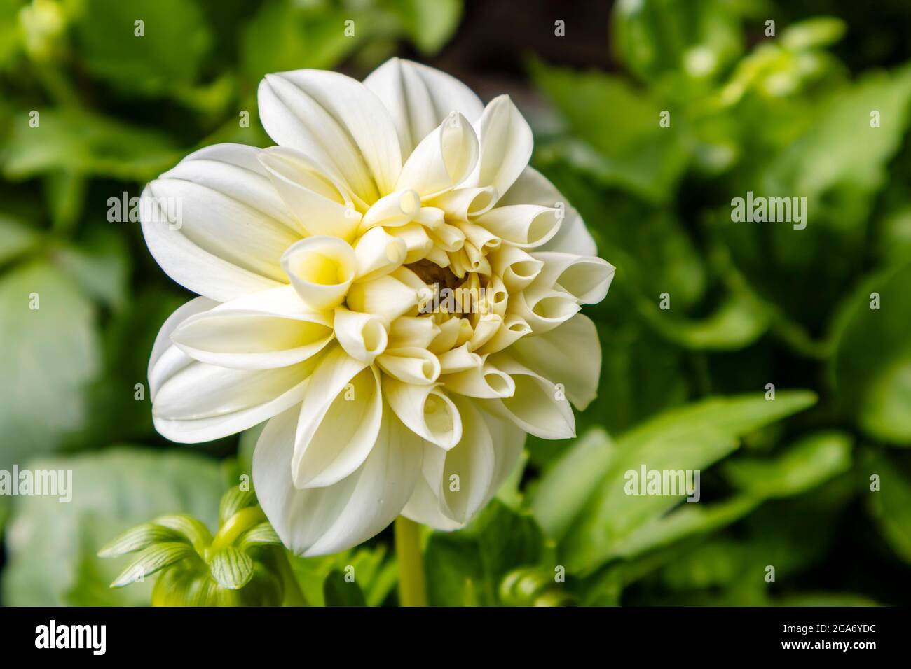 Very pale yellow small flower head of Dahlia plant. Stock Photo