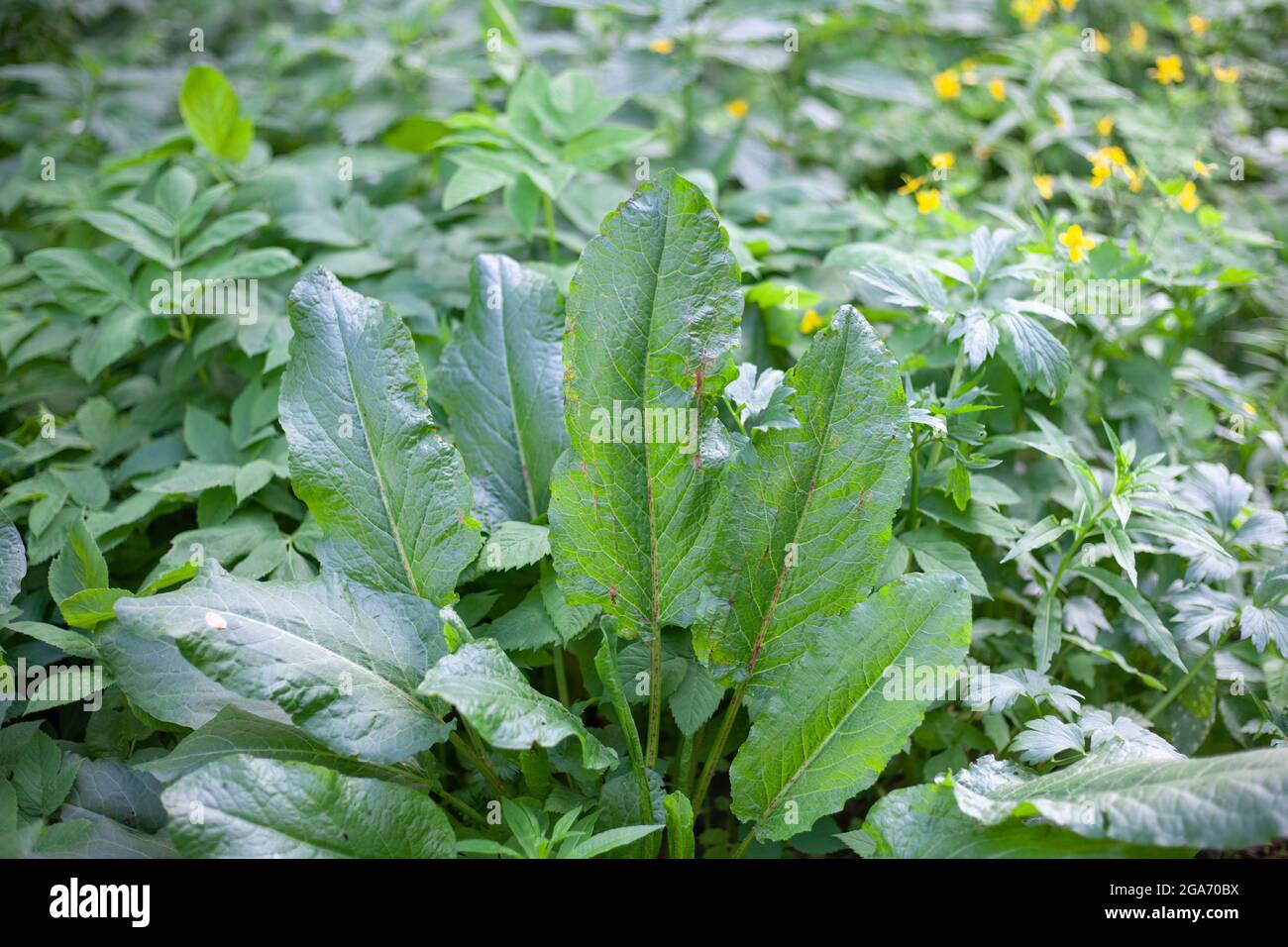 Burdock plant. Thickets of summer plants. Beauty of nature. Stock Photo