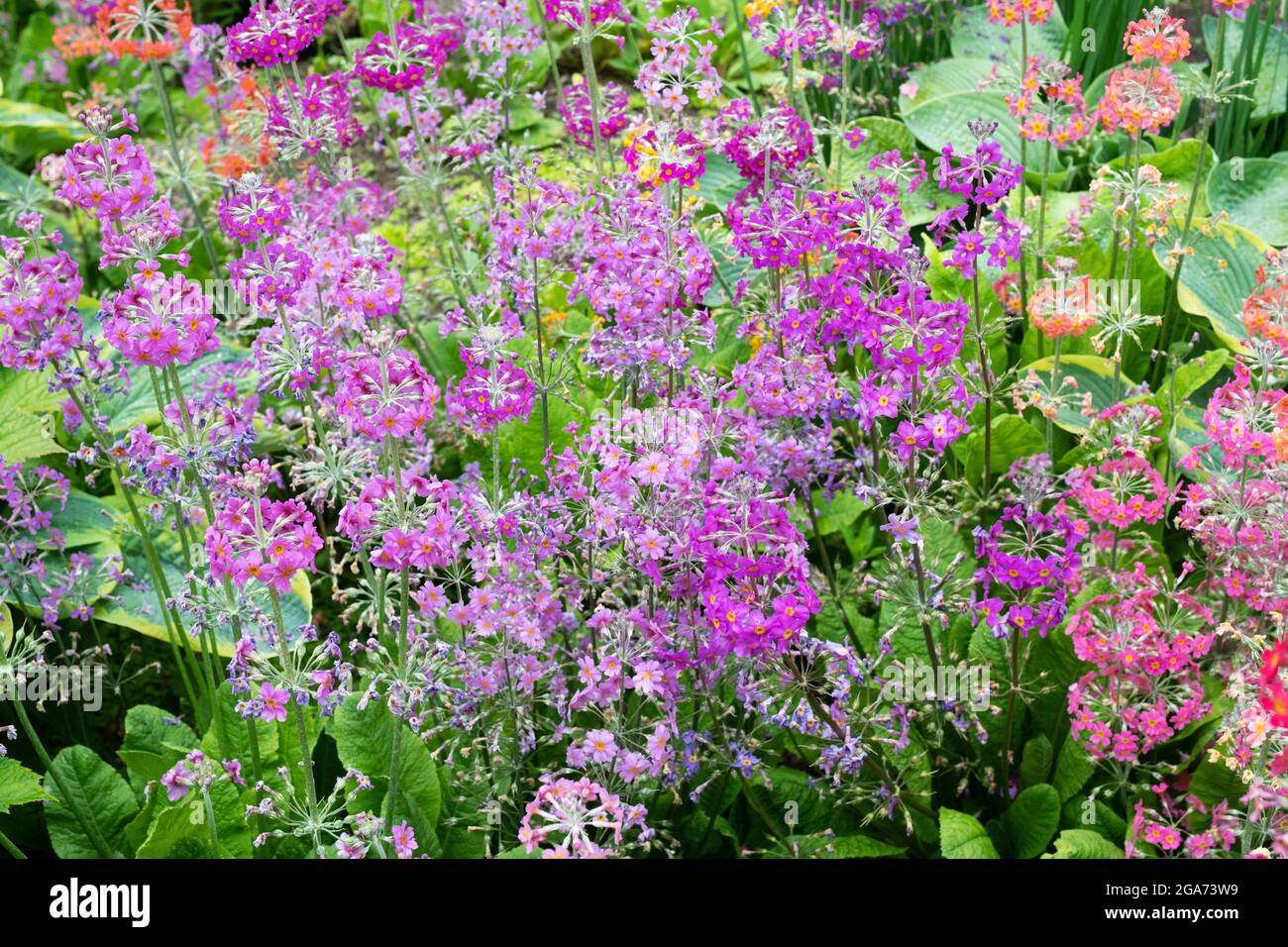 Primula Beesiana. Candelabra Primrose. Candelabra Primula flowers Stock Photo