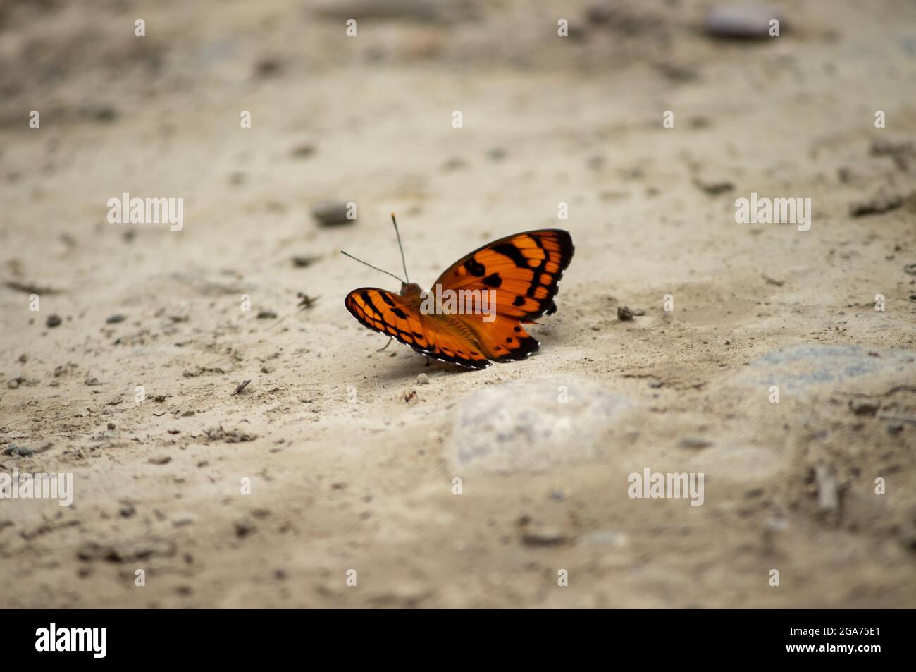 Euthalia nais in ground with open wings. Stock Photo