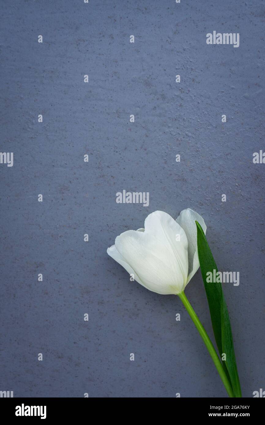 bright white spring tulip on a solid background Stock Photo