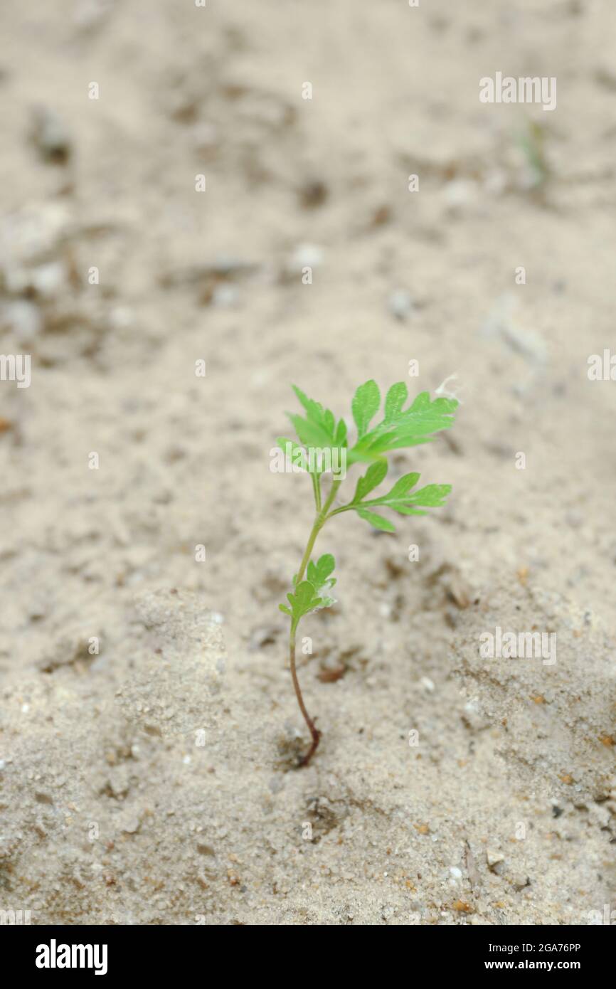 Plant Growing Through Pavement Stock Photo Alamy