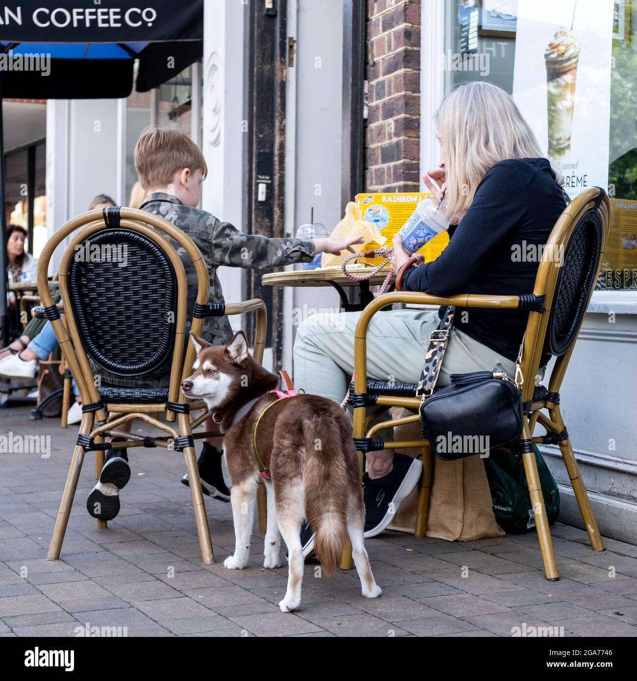 Can Dogs Drink Coffee Tea